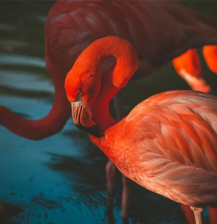 Safaris migratory adventure