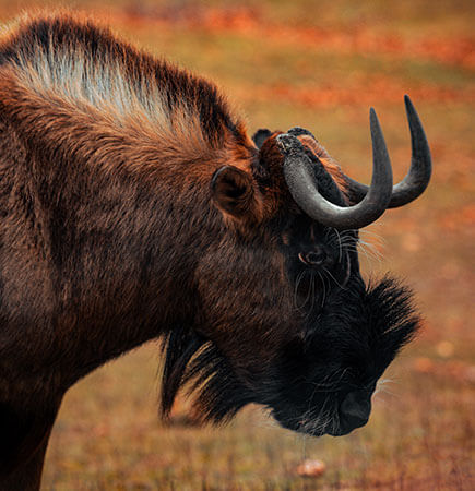 Safaris wilderbeests of savanna